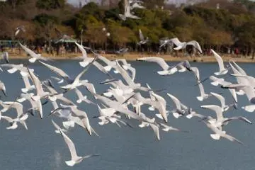 A flock of seagulls