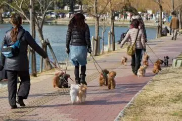 Pets are plentiful
