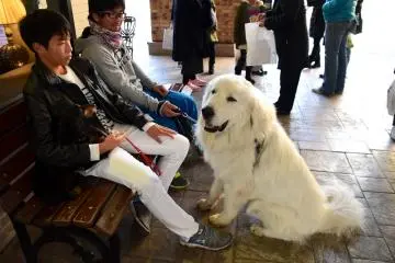거대한 개 발견!