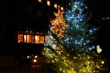 <p>Close-up look at the Christmas tree in the garden</p>
