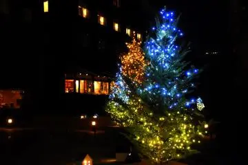 <p>Beautiful Christmas tree in brilliant blue</p>
