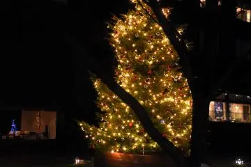 <p>Illuminated Christmas tree viewed from a different angle</p>
