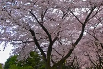 Photo: <a href="http://th.japantravel.com/tokyo/%E0%B8%AA%E0%B8%A7%E0%B8%99%E0%B8%AA%E0%B8%B8%E0%B8%AA%E0%B8%B2%E0%B8%99%E0%B8%A2%E0%B8%B2%E0%B8%99%E0%B8%B2%E0%B8%81%E0%B8%B0/8863" target="_blank" rel="noreferrer noopener nofollow">Richard Ashley </a>
