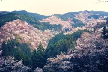 Photo: <a href="http://th.japantravel.com/nara/%E0%B8%8B%E0%B8%B2%E0%B8%81%E0%B8%B8%E0%B8%A3%E0%B8%B0%E0%B8%82%E0%B8%AD%E0%B8%87%E0%B8%A0%E0%B8%B9%E0%B9%80%E0%B8%82%E0%B8%B2%E0%B9%82%E0%B8%A2%E0%B8%8A%E0%B8%B4%E0%B9%82%E0%B8%99%E0%B8%B0-%E0%B9%83%E0%B8%99%E0%B8%99%E0%B8%B2%E0%B8%A3%E0%B8%B2/9070" target="_blank" rel="noreferrer noopener nofollow">Stephanie Marley </a>