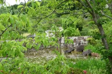 the small pond in the park