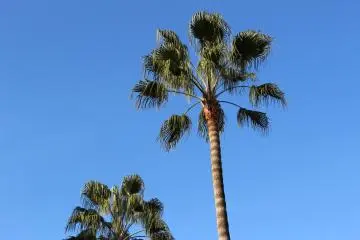 宫崎周游记