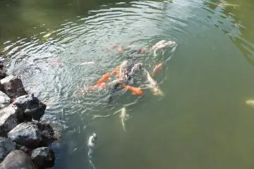 <p>Sejumlah ikan koi berwarna-warni di kolam.</p>
