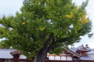 <p>Ichoo atau pohon gingko berumur 700 tahun.</p>
