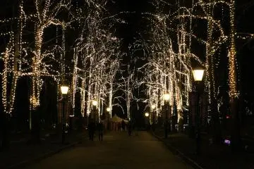<p>Illuminated trees lighting up the street</p>
