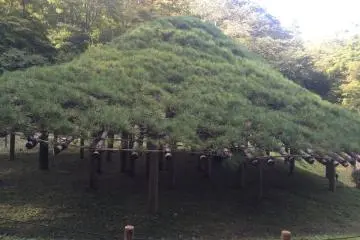 An interesting tree that has been coaxed into growing into the shape of a giant mushroom.
