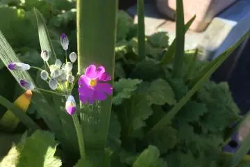 <p>With no snow, flowers bloom in January.</p>
