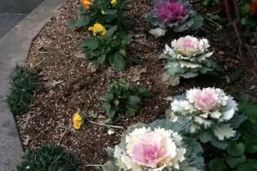 <p>Winter cabbage is really common and comes in purple and white.</p>
