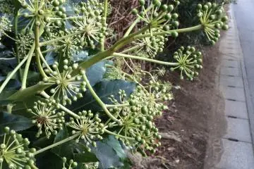 <p>The mild winter allows for many different kinds of plants.&nbsp;</p>
