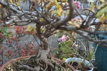 <p>We can still keep our plants outside in January!</p>
