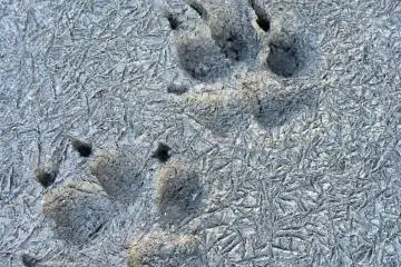 <p>Perhaps a dog went for a walk on a cold day -- we can see its footprints because there is no snow on the ground!</p>
