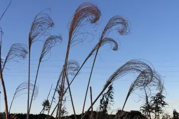 <p>Blue skies grace the landscape.&nbsp;</p>
