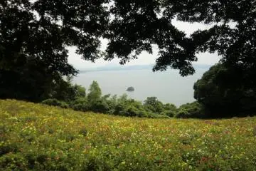 <p>สวนรักเร่</p>