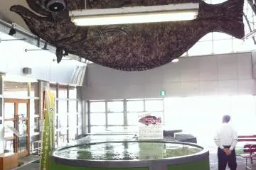 These fish are said to be very good eating