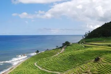 Senmaida rice paddies right by the ocean
