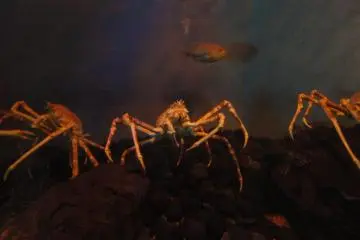 Japanese Long Legged Crabs