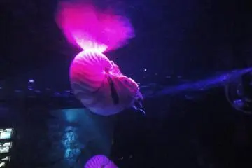 Sorry I wouldn't be able to tell you what that is but hey, it glows in the dark