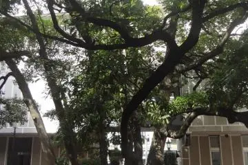 A living witness: A camphor tree
