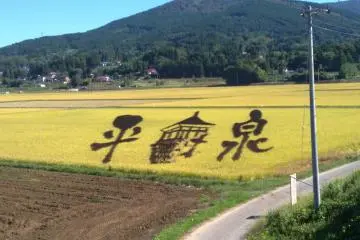 Rice art in Hiraizumi, the writing says Hiraizumi, with Chuson temple in the middle