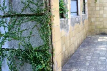 A peek at the interior of the grass-growned remains