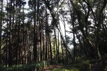 <p>In the cool shade of the trees on the lower part of the hill</p>