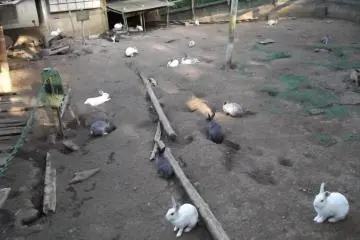 <p>At the rabbit pen</p>