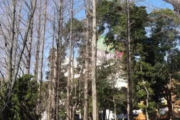<p>Many of the trees are bare in winter</p>
