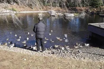 <p>Feeding the birds</p>
