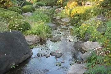 Peaceful greenery and water

