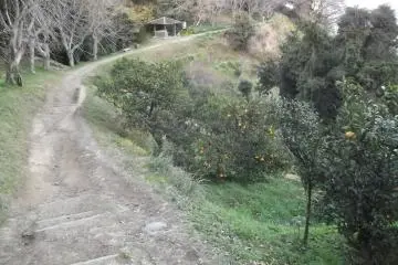 <p>The path is lined with fruit trees</p>

