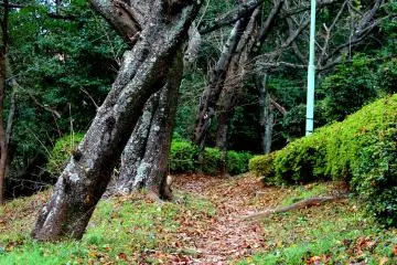 The contrast of the trees and the green bushes looks lovely in pictures