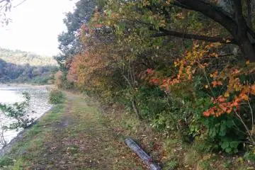 <p>Leaves changing color in autumn</p>
