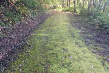 <p>A wide a flat hiking trail circles the lake</p>
