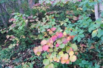 <p>Foilage along the trail</p>
