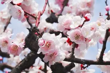 <p>ดอกพลัมที่หอมหวาน</p>
