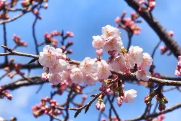 <p>สดสวยซากุระ</p>
