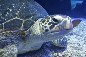 เจ้าตัวนี้ดูคล้ายกับคัสในหนัง Finding Nemo