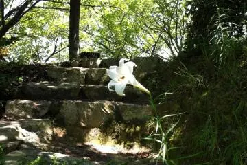 The walk up is pleasant. In summer, wild lilies are in flower