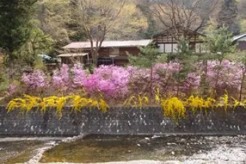 Blossoms along the river