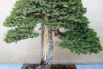 This old fellow is 300 years old!