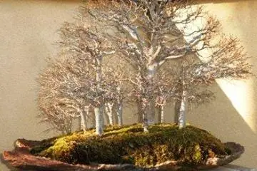 Bonsai Forest
