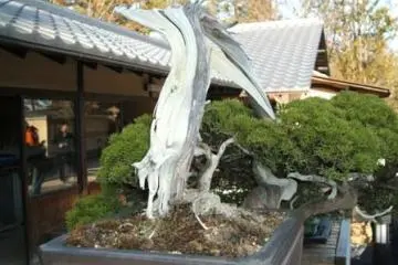 180 year old bonsai