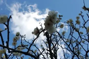 Clusters of plum blossoms