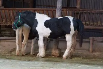 Seekor sapi kuda? atau kuda sapi?