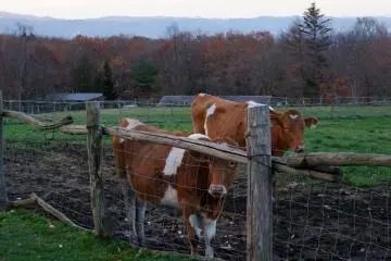 Beberapa sapi yang mahal