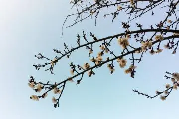 Plum tree blossoms in early February in Chiba.